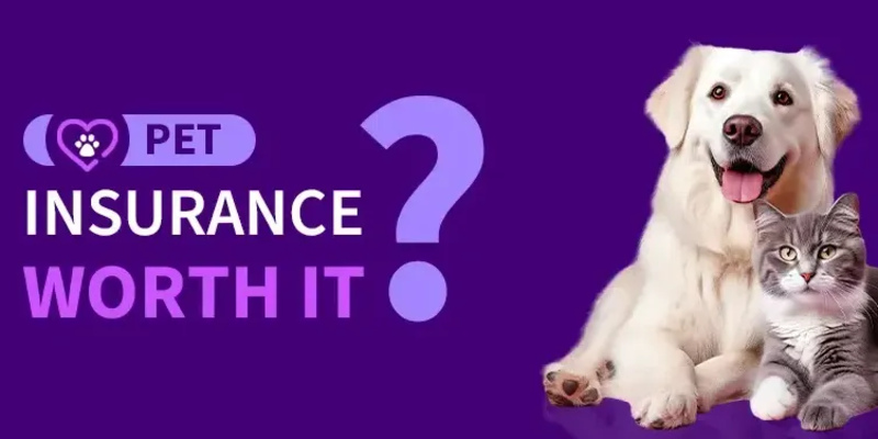 Evaluating Pet Insurance - Is It the Right Choice for Your Furry Friend?
